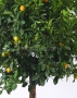 Цитрус Каламондин в CLASSICO COLOR 60