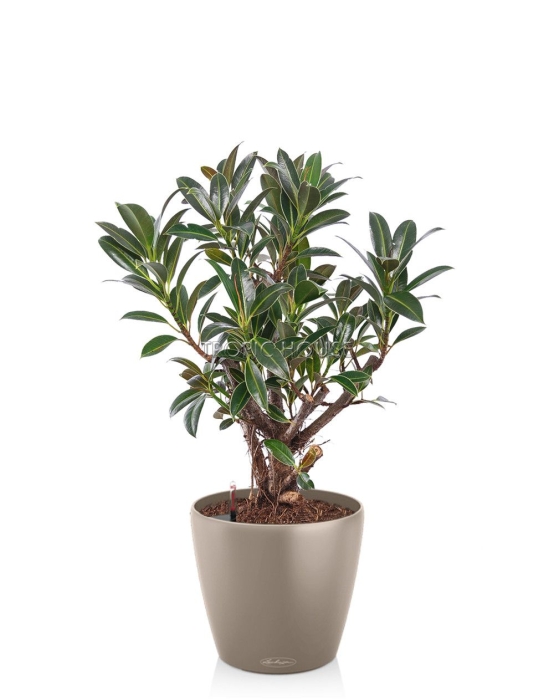 Фикус Эластика бранч Classico Color 28/65 см Песочно-коричневый