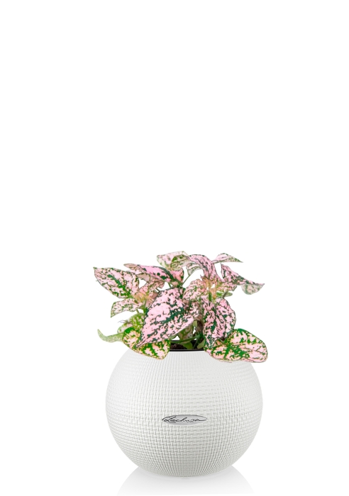 Гипоэстес микс 8/15 см в PURO 20, белый