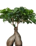 Фикус Бонсай в CUBE GLOSSY 14