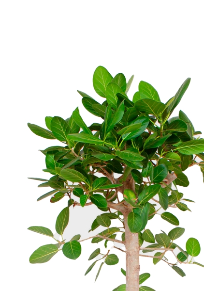 Фикус Бенгальский Одри на штамбе 24/110 см в CUBICO COLOR 30 Фикус Бенгальский Одри на штамбе 24/110 см в CUBICO COLOR 30