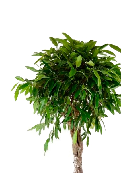 Фикус Амстел Кинг переплетенный 30/140 см в CANTO STONE LOW 40