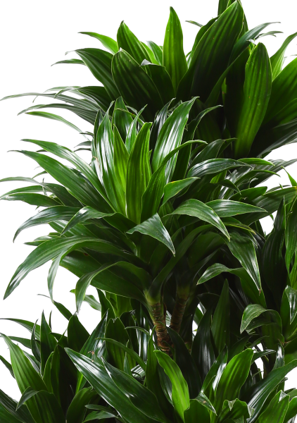 Драцена Компакта бранч в CANTO STONE HIGH 30 Драцена Компакта бранч в CANTO STONE HIGH 30