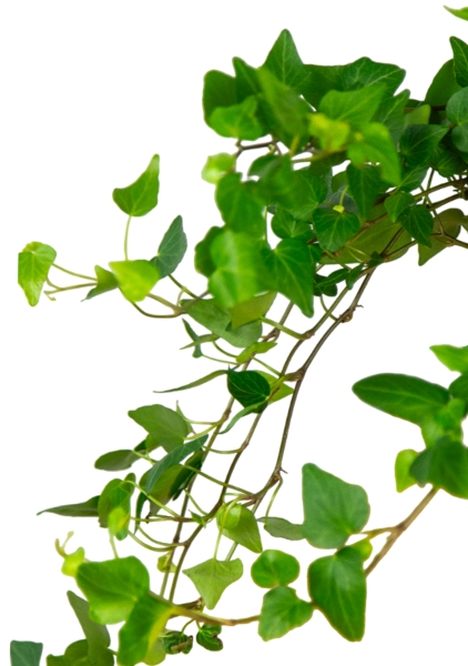 Хедера 12/20 см