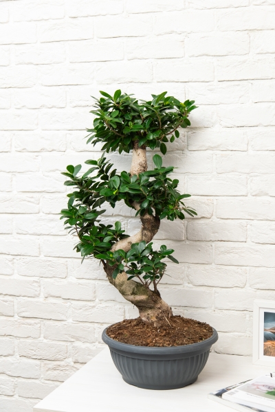 Фикус Микрокарпа Гинсенг 35/110 см