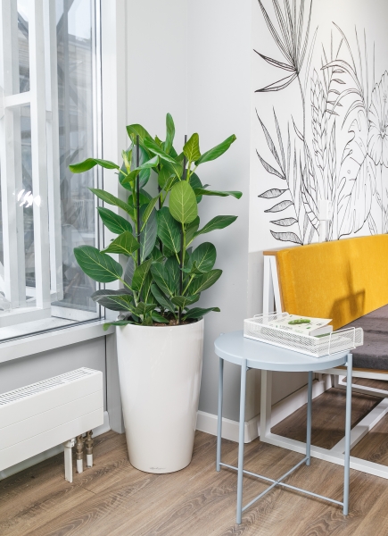 Фикус Бенгальский 3 ствола 27/90 см