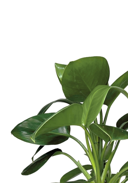 Филодендрон Грин Принцесс 17/60 см