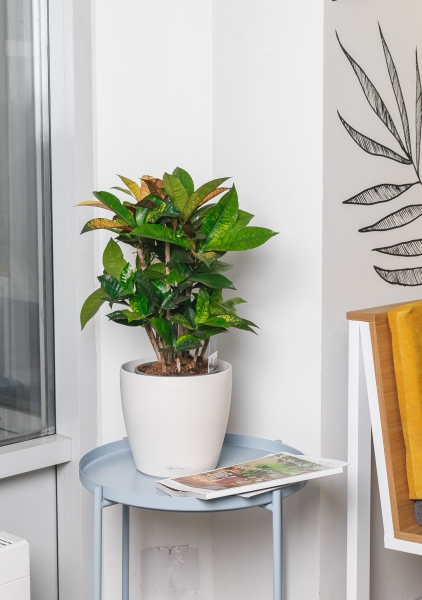 Кротон в CLASSICO 28