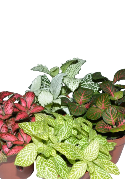 Фиттония Микс 12/17 см