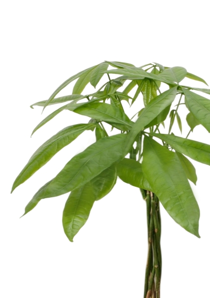 Пахира Акватика косичка 21/90 см Пахира Акватика косичка 21/90 см