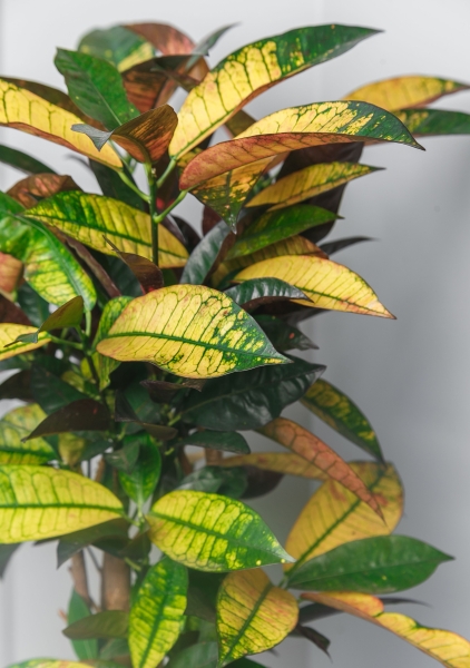 Кротон в CLASSICO 28