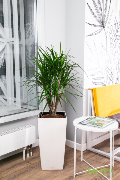 Драцена Маргината бранч 24/90 см