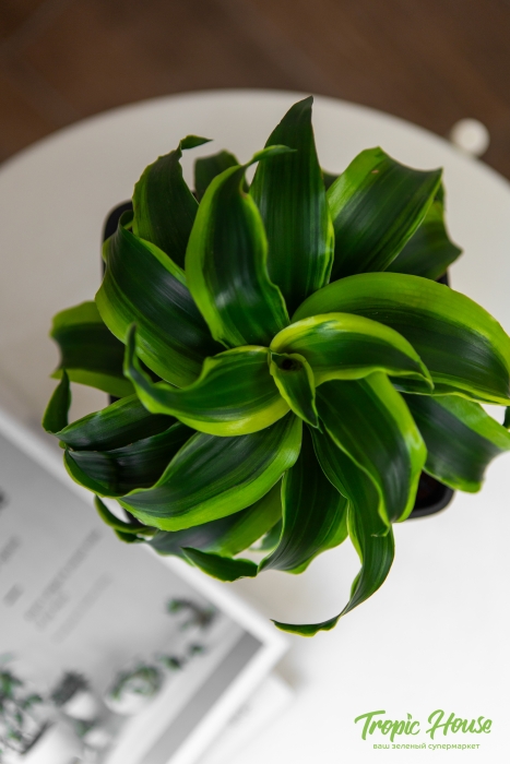 Драцена Торнадо в CANTO STONE 14