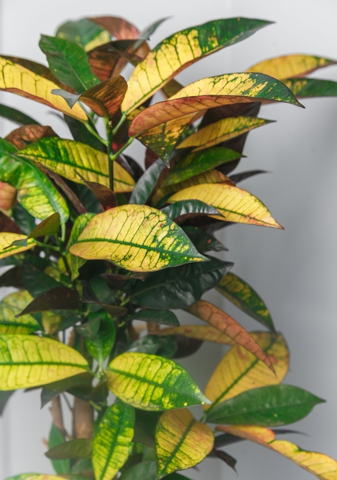 Кротон в CLASSICO 28