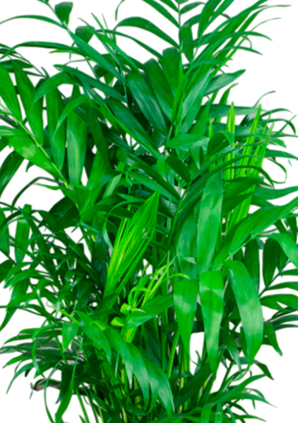 Хамедорея 23/90 в CLASSICO COLOR 28