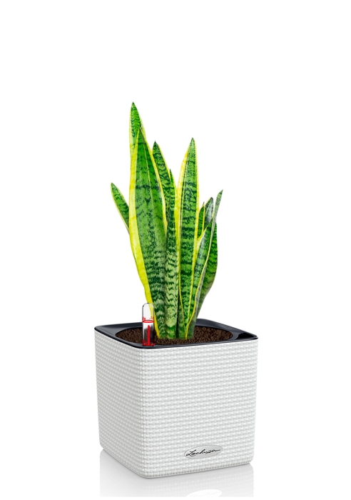 Сансевиерия Лауренти 14/45 см в CUBE COLOR 16, белый
