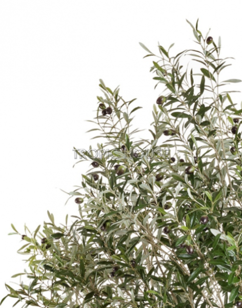 Олива Джи-Форест с плодами (сборная)