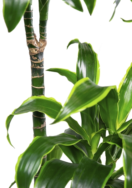 Драцена Дорадо 2 ствола 19/80 см Драцена Дорадо 2 ствола 19/80 см