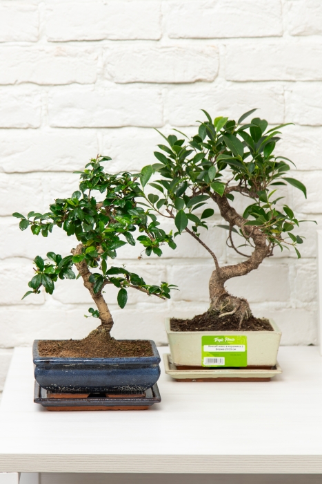 Бонсай микс в керамике S форма 20/35 см