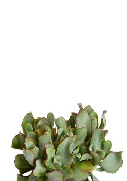 Крассула Ундулатифолия 12/20 см в PURO 20