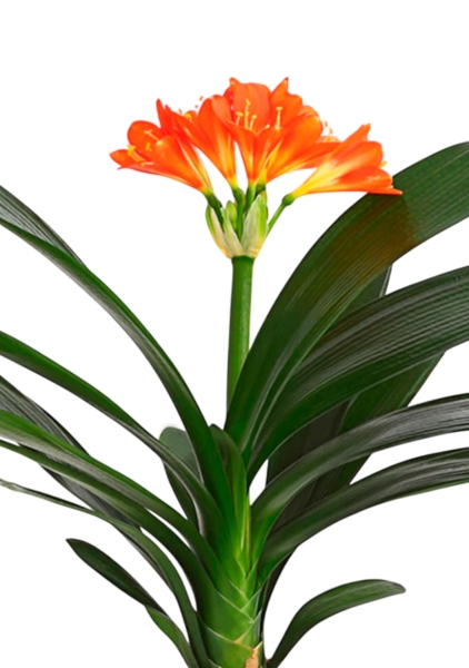 Кливия Оранж 13/50 см в CLASSICO COLOR 18 Кливия Оранж 13/50 см в CLASSICO COLOR 18