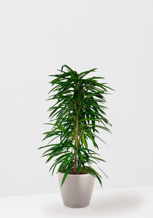 Фикус Али пирамида 24/120 см в CLASSICO COLOR 35