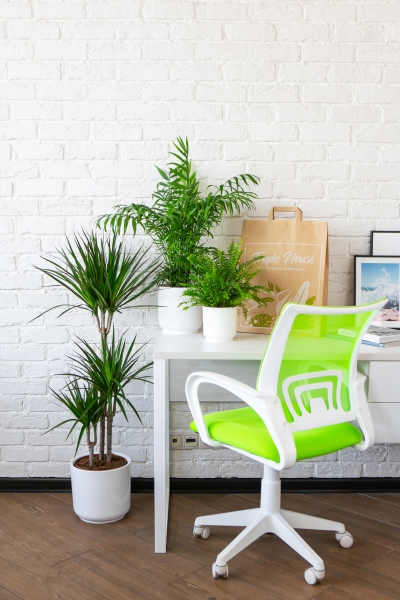 Набор для озеленения офиса № 1 (Папоротник Нефролепис, Хамедорея, Драцена Маргината 3 ствола) Набор для озеленения офиса № 1 (Папоротник Нефролепис, Хамедорея, Драцена Маргината 3 ствола)