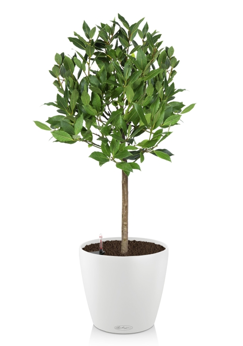 Лавр на стволе в CLASSICO COLOR 28, белый