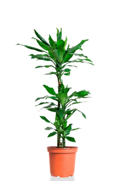 Драцена Джанет Линд 3 ствола 21/90 см Драцена Джанет Линд 3 ствола 21/90 см