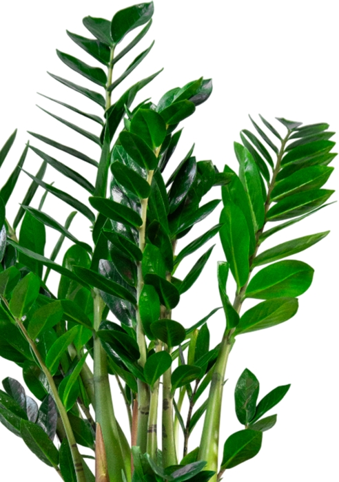 Замиокулькас 24/90 в CLASSICO 28