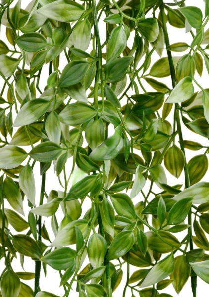 Традесканция бело-зелёная