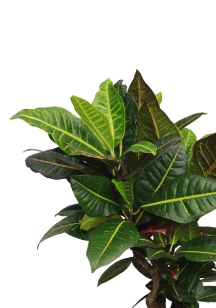 Кротон (Кодиеум) Петра 21/60 см в CLASSICO COLOR 28