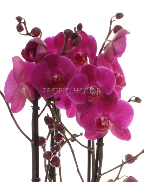 Фаленопсис Маеко в ORCHIDEA 18