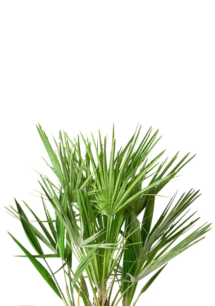 Хамеропс в CLASSICO COLOR 43