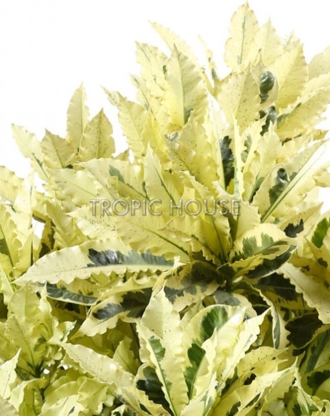 Кротон (Кодиеум) Тамара 30/130 см