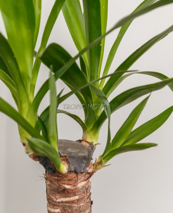 Юкка в CANTO STONE 14