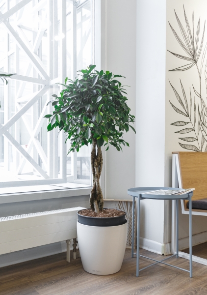 Фикус Бенджамина Нитида переплетенный 40/160 см