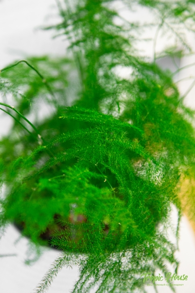 Аспарагус в PURO 20