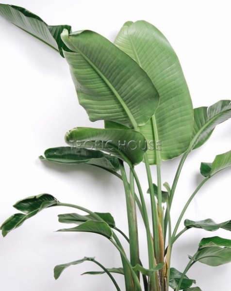 Стрелиция De Luxe в Classico 50