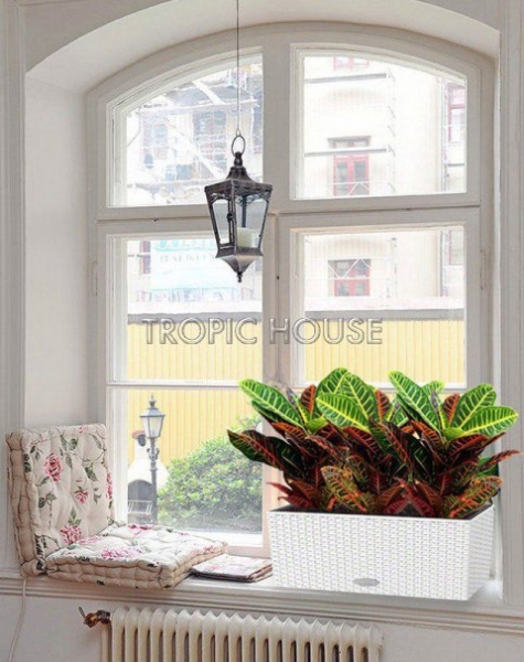 Кротон в Cottage 50