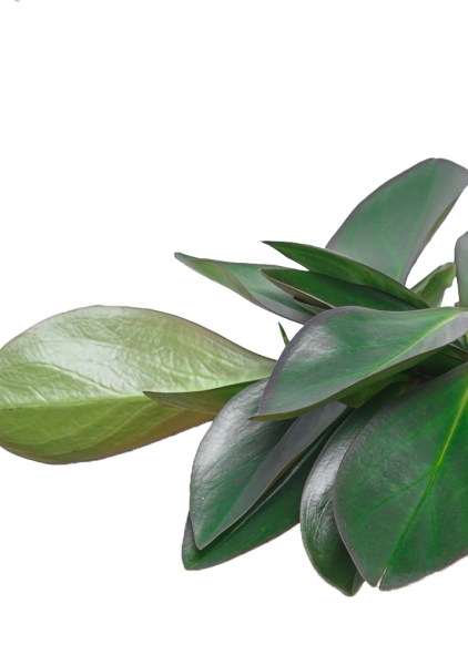 Пеперомия Ред Марджин 15/30 см Пеперомия Ред Марджин 15/30 см