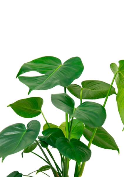 Монстера Делициоза 17/60 см в CUBICO COLOR 22