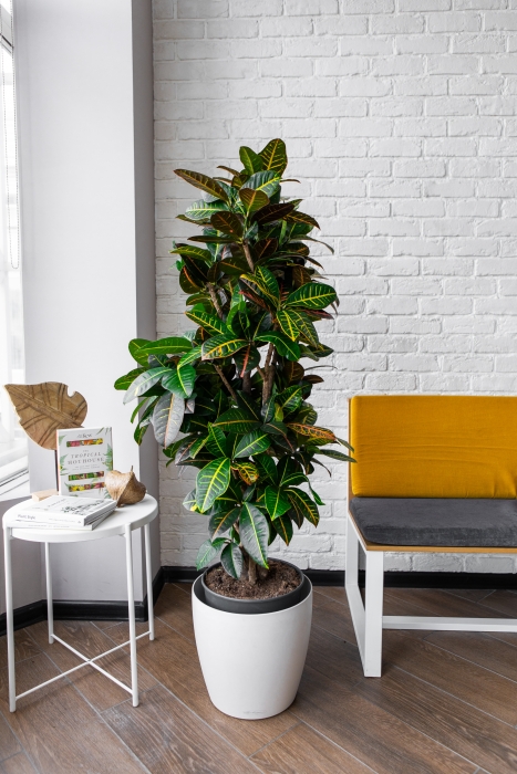 Кротон Петра в CLASSICO COLOR 35