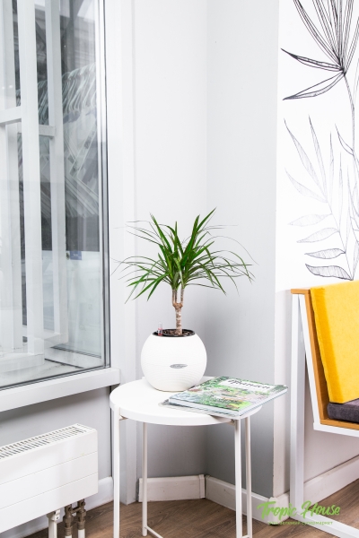 Драцена Маргината 1 ствол 12/40 см