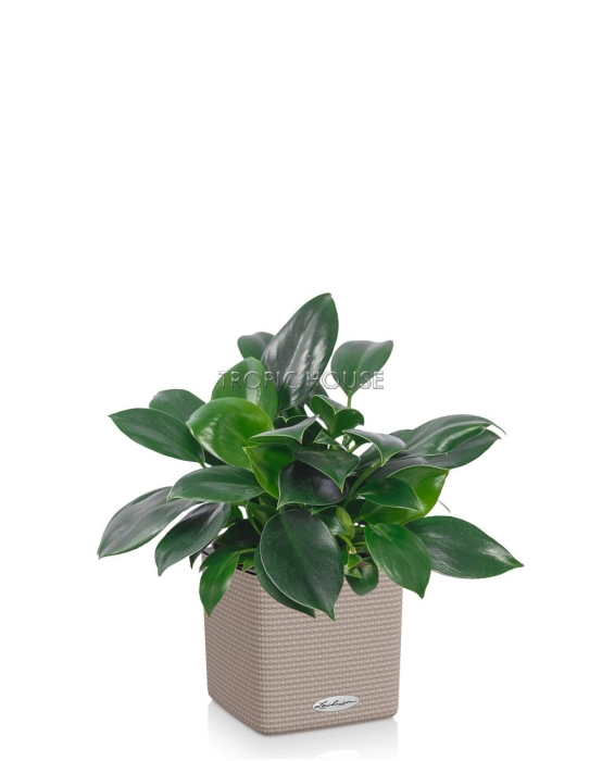 Филодендрон Грин Принцесс CUBE COLOR 14/25 Песочно-коричневый