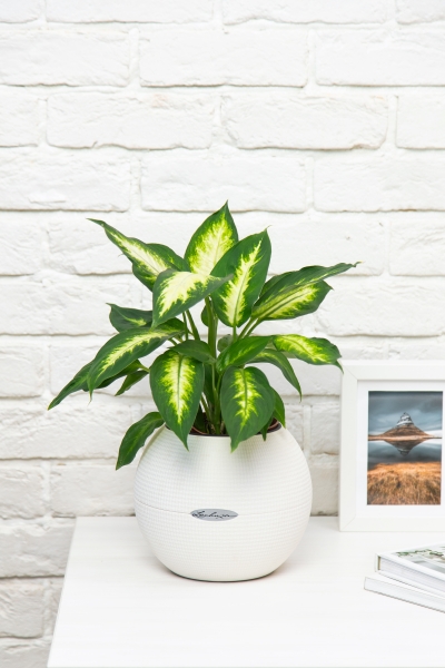 Диффенбахия Камилла 12/40 см