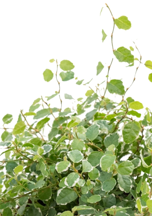 Фикус Пумила в CANTO STONE 14