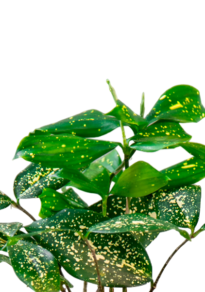 Драцена Суркулоза 12/40 см