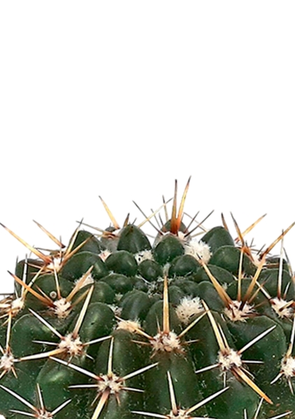 Кактус Нотокактус Субмаммулозус 10/20 см Кактус Нотокактус Субмаммулозус 10/20 см