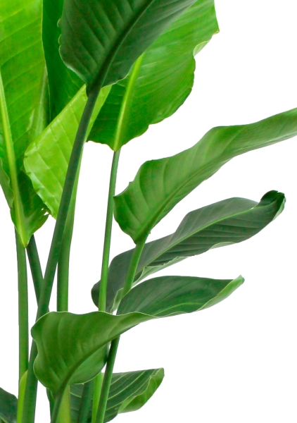 Стрелиция Николай 23/140 см Стрелиция Николай 23/140 см